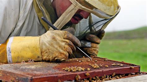 What is killing the bees?